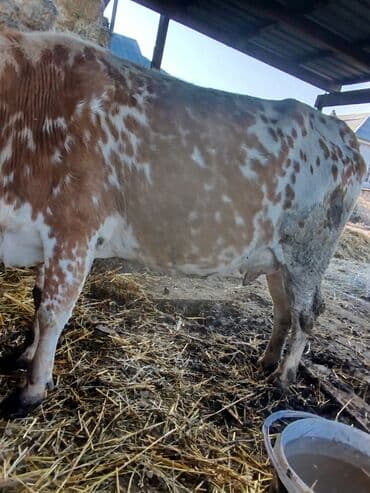 Куры: Yanı balalı inək 5 aydır doğub hal hazırda quru otla 5-6 litir süd — 3