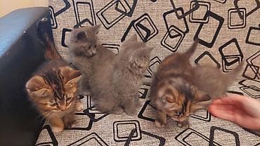 Boz tüklü, iri mavi gözlü balaca pişik balası. Qısa, sıx və yumşaq — 10