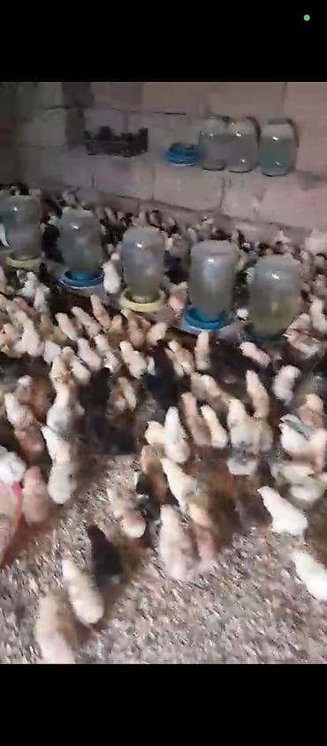 afcarka itlerin satisi: Kend cuceleri 12 gunluk 1.50 azn unvan mastaga — 3