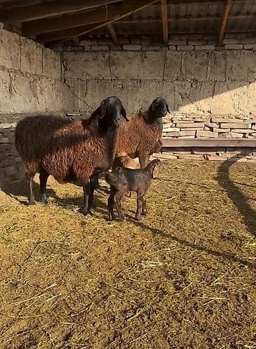 at balaları: Saxlama üçün damda bəslənən, yerli ətlik istiqamətli qoyunlar – — 3