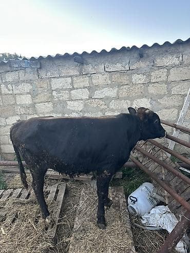 Heyvanlar: Qara rəngli erkək buzov/simana yaxın dana - Cins: qara yerli dana - — 2