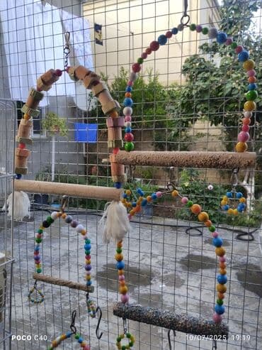 məhəbbət quşu qiyməti: Weffes — 1