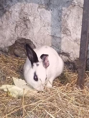 at satisi qiymetleri: Ağlı qaralı erkek dovşan isdəyən buyur sun yazsın qulağın da biraz — 1