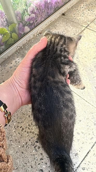 ağ pişikler: Tabbi, Erkək — 6