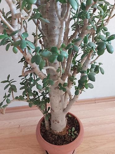 pul agaci: Pul ağacı (Krassula) Möhtəşəm şaquli formaya malik yetişkin Pul ağacı — 3