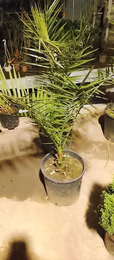 su şlanklari: Egzotik palma və dekorativ sukulent bitkiləri - Nolina (Elephant — 4