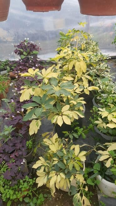 otaq bitkilərinin adları: İstiotaq bitkiləri və dekorativ çiçəklər – müxtəlif seçim - — 4