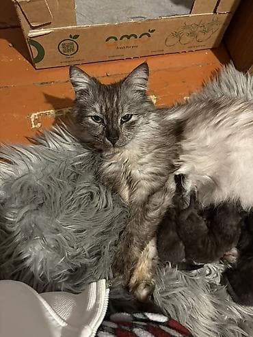 Erkək, Dişi, Yaxşı əllərə, Pulsuz çatdırılma