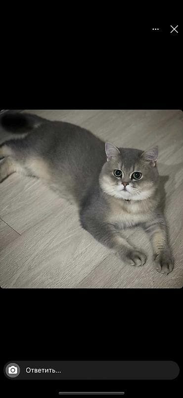 pisik ucuz: Britan yastı qulaq — 5