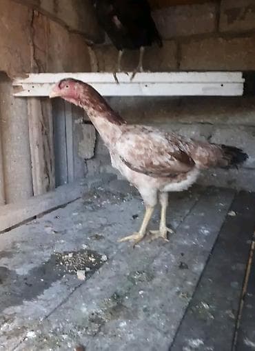 Toyuqlar: Toyuq, Yumurtalıq, Ödənişli çatdırılma — 5