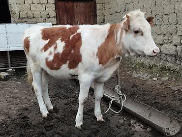 heyvanlara verilən xüsusi adlar: Qırmızı-ağ rəngli erkək buzaq/simalı cavan mal. Bədəni əsasən tünd — 7