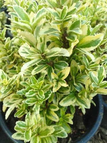 helba bitkisi faydaları: Həmişə yaşıl — 9