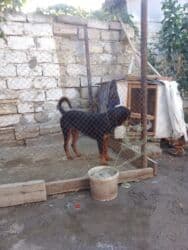 guclu itler: Rotveyler, 10 ay, Erkek, Sənədli, Ünvandan götürmə — 6