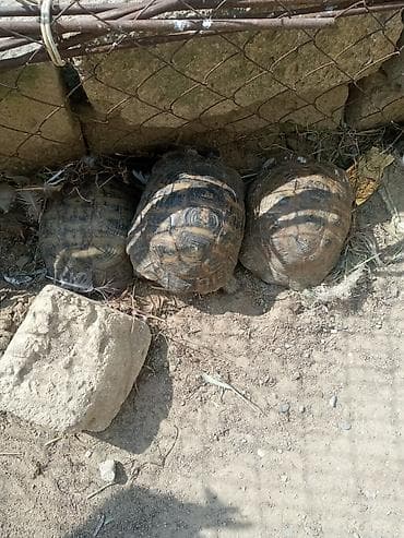 cuce ucun su qabi: Rus tısbağaları – 3 ədəd - Növ: Quru tısbağa (Testudo horsfieldii – — 4