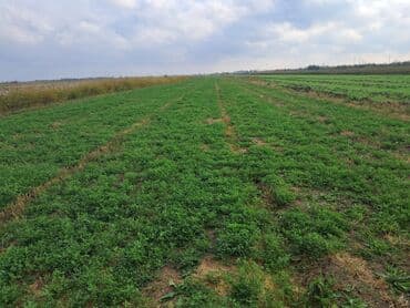 binəqədidə ucuz həyət evləri: 1500 sot, Kənd təsərrüfatı — 2