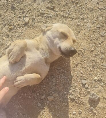 basenc itləri: Zvonok, 1 il, Erkek — 2