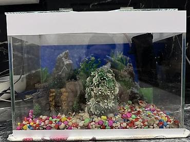 shih tzu stenci: 10 l Akvaryum dəsti balıglarla bırge satılır - Şüşə akvaryum, üstü — 3