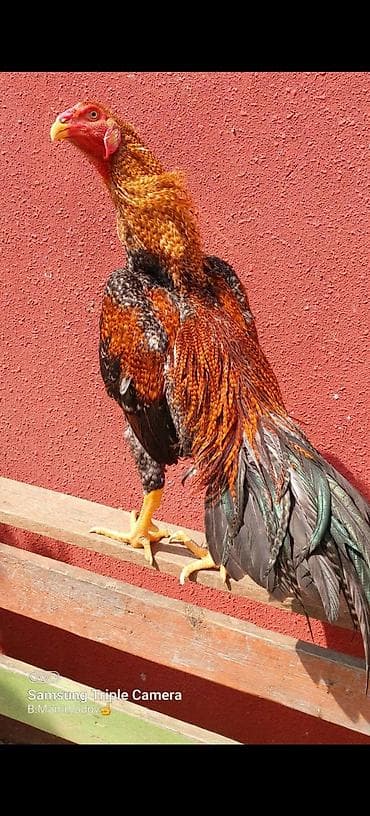 Toyuq, Damazlıq, Ödənişli çatdırılma, Rayonlara çatdırılma — 1