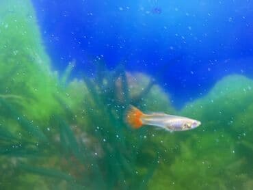 Бусы: Гуппи, Мирные, Платная доставка — 4