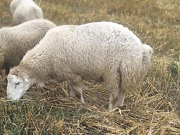 toyuq ucuz qiymete: 2 ili tamam olmuş Toxumluq Bərdə sortu(Qaradolaq) Qoç satılır. Vurmur — 4