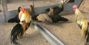 zümrüd ördək: Tek 100 ayam zemani cut 200m .qap — 25