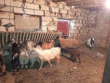 sort keçi: Dişi, il: 1, 20 kq, Damazlıq, Ünvandan götürmə, Ödənişli çatdırılma — 5