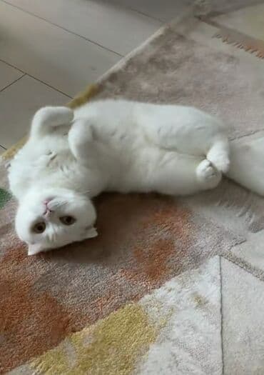 pişik baytarı: Ağ tüklü, qısaqulaq pişik – sakit və ev şəraitinə uyğun. 80 AZN — 4