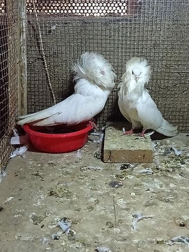 Ağ rəngli bəzək göyərçin cütü – başı əhatə edən sıx lələk