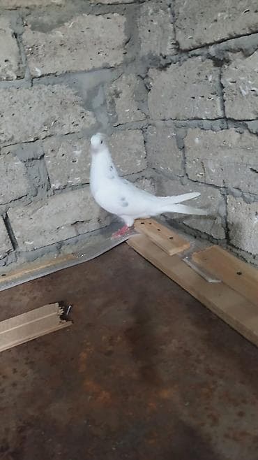 deve quşu: Sağlam erkəydi irandi mis kəkil maya olmadiği üçün satilir — 3