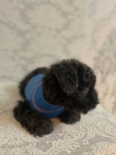 Geyimlər: Qara balaca it üçün mavi trikotaj sviter - Rəng: mavi (nazik çəhrayı — 4