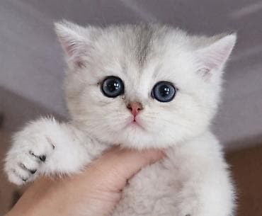 Şinşilla, Erkək, Dişi, Pulsuz çatdırılma