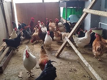 Собаки: Курица, Для яиц — 10