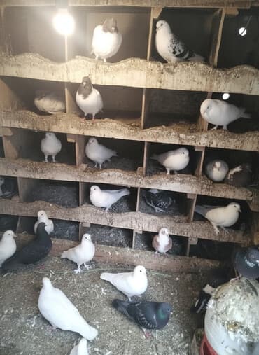 Gəmiricilər: Ev göyərçinləri – müxtəlif rəng və naxışlarda - Ağ, qara, boz — 1