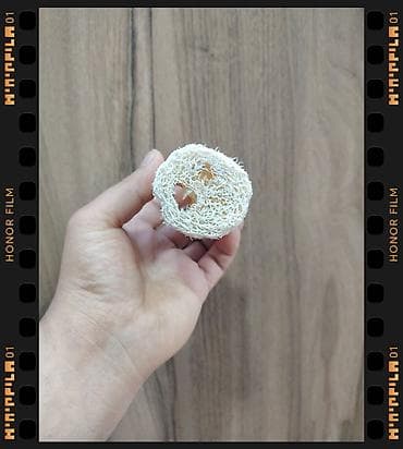 Süngərlər və fırçalar: Bu təbii luffa (loofah) süngəridir. Luffa bitkisinin (Luffa aegyptiaca — 2