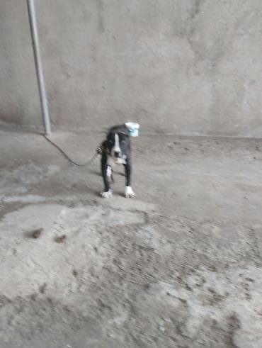 İtlər: Pitbul, 2 ay, Erkek, Peyvəndli, Ünvandan götürmə — 5