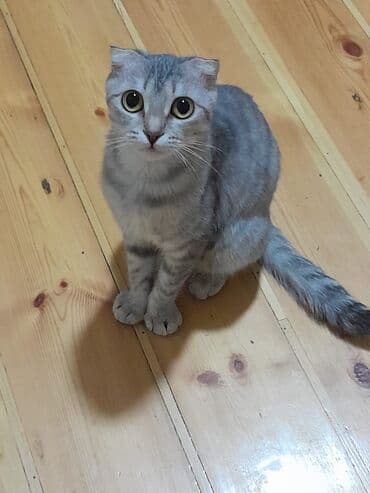 gözəl pişik şəkilləri: Şotland yastı qulaq — 1