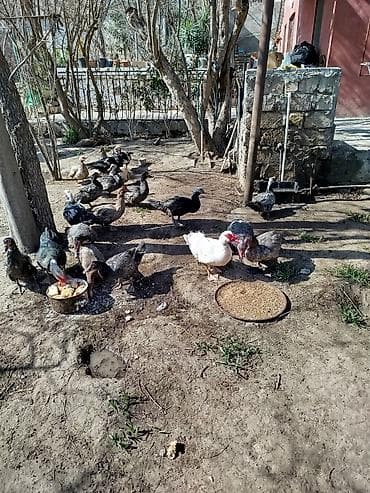 col ordəyi: Lal ördəklər satilir ameran yerli və başq növdə var qiymətlər — 3