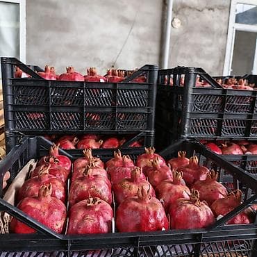 seyf qaplari: Salam 2 ton saf nar var Göyçay narindan Xaric üçün eladir. 200 kiloya — 2