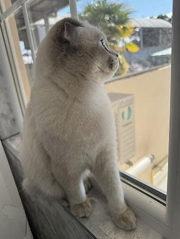 mingəcevir pişik: Şotland — 1