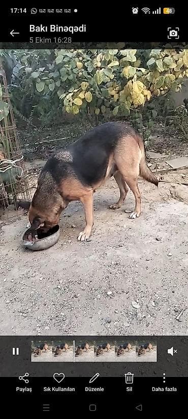 Alman çoban iti, 1 il, Dişi, Peyvəndli, Ünvandan götürmə