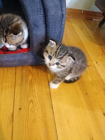 где можно купить котенка: В добрые руки — 7