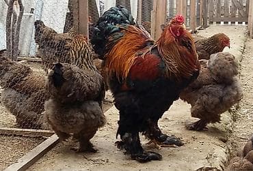 Toyuq, Brama, Damazlıq lalafo.az -da Toyuq, Brama, Damazlıq