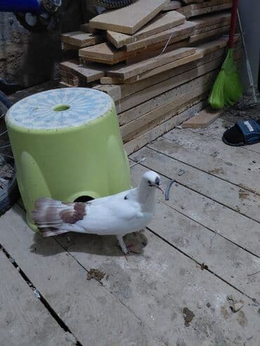 göyərçin yuvası: Salam saglam quşlardı 16.17 tük istəyən yazsın vatsaf aktivdi - Növ — 7