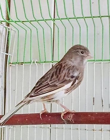 1 yaşınnda cüte hazır qızğın maya