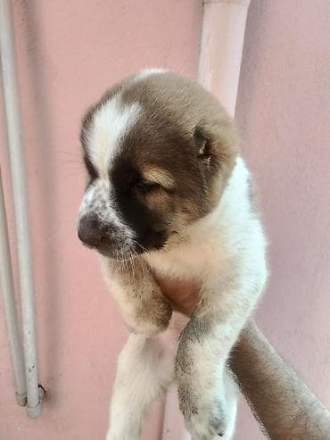 Qafqaz çoban iti, 1 ay, Dişi, Ünvandan götürmə
