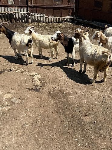 heyvanlar və balaları: Bu keçiler tecili satılır .Heleb ile qarışıqdır . Sağlam problemsiz — 2