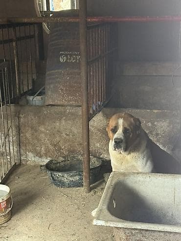 alabay itlerin satisi: Alabay, Dişi — 5