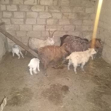 Dişi, il: 2, 30 kq, Damazlıq, Südlük, Ödənişli çatdırılma lalafo.az -da Dişi, il: 2, 30 kq, Damazlıq, Südlük, Ödənişli çatdırılma