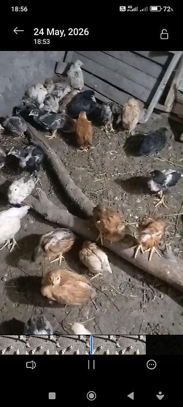 cins toyuqlar: Toyuq cücələri, Damazlıq — 1