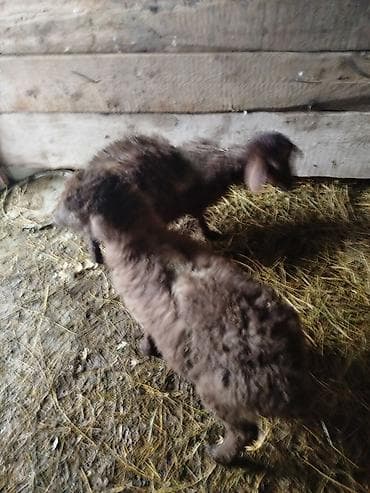 Gəmiricilər: Qoyun quzuları – 2 ədəd bir erkek bir disi - Növ: yerli qoyun/quzu - — 1